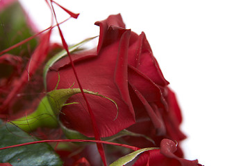 Image showing Red roses