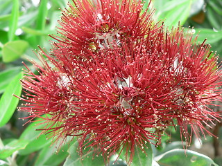 Image showing Pohutukawa flower