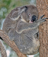 Image showing mother and baby koala