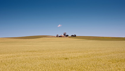 Image showing farm has fields of wheat 