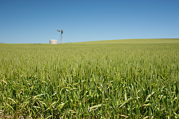 Image showing farm has fields of wheat 