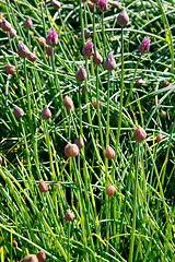 Image showing Blooming chive