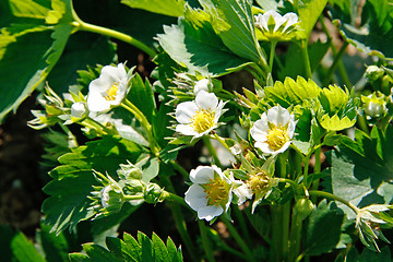 Image showing Blooming strawberries