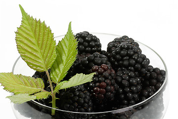 Image showing Blackberries