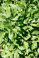 Image showing Lovage