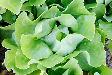 Image showing Butterhead lettuce