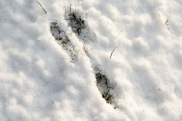 Image showing Footprint of a hare