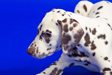 Image showing Young dalmatian