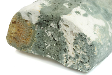 Image showing Close-up of mold bread