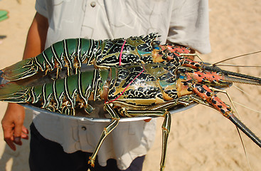 Image showing Lobsters on the Tray