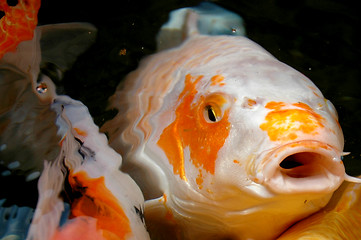 Image showing Koi fish