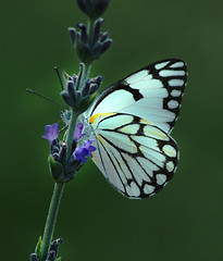 Image showing Butterfly 1