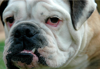 Image showing Bulldog