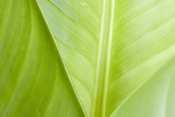 Image showing Green leaves