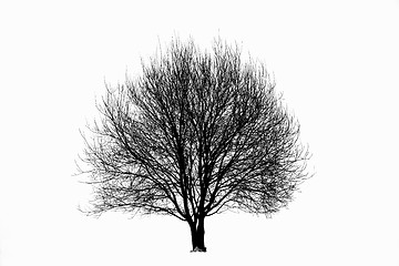 Image showing Tree silhouette