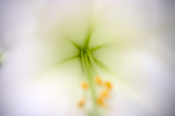 Image showing White lillies