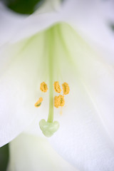 Image showing White lillies