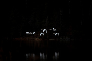 Image showing Swans