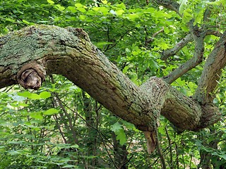 Image showing Branch of an oak tree. 
