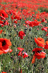 Image showing Red Poppies.