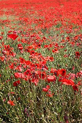 Image showing Red Poppies.