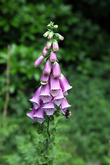 Image showing Foxgloves.