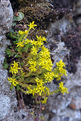 Image showing Biting stonecrop, (Sedum acre).