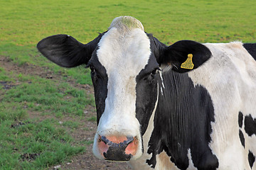 Image showing Cow.