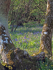 Image showing  Bluebells (Scilla non-scripta). 