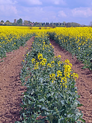 Image showing Oil seed rape (Canola)