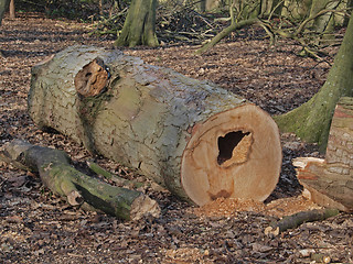 Image showing Logs cut for charcoal making at Hinchingbrooke Country Park.