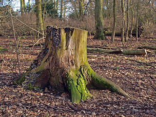 Image showing Tree stump at Hinchingbrooke Country Park.    