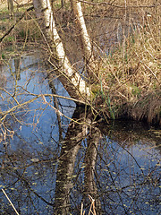 Image showing Winter woodland in Woodwalton fen nature reserve.