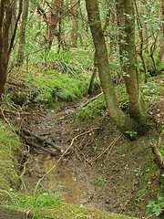 Image showing   British woodland in early summer.