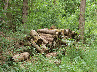 Image showing Pile of logs.