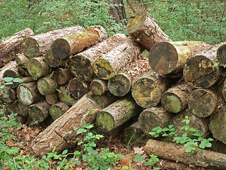 Image showing Pile of logs.