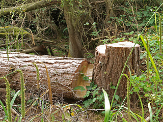 Image showing Chopped down tree.