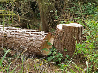 Image showing  Chopped down tree.