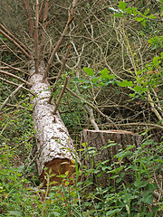 Image showing     Chopped down tree.