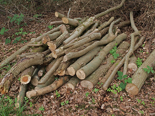 Image showing  Pile of logs.