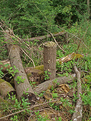 Image showing Pile of logs.