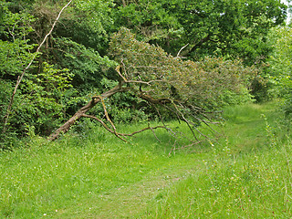 Image showing  British woodland in early summer.