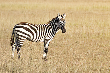 Image showing Common zebra