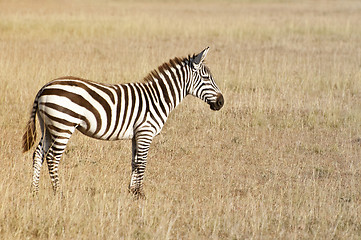 Image showing Plains zebra