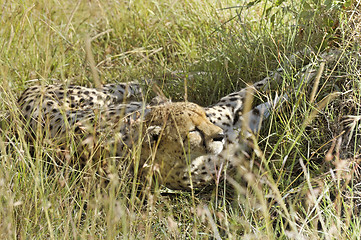 Image showing cheetah