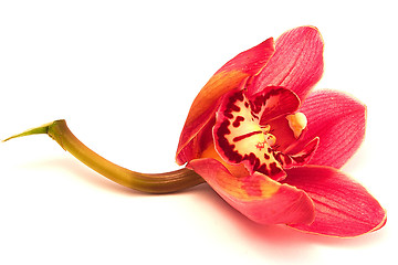 Image showing red orchid