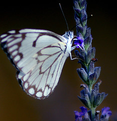 Image showing Butterfly 1