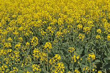 Image showing Oil seed rape (Canola)