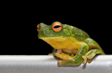 Image showing tree frog on metal rail