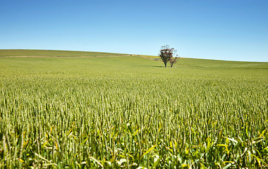 Image showing farm has fields of wheat 